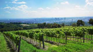 weingarten-wienblick.jpg